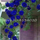 Rare 200 Pcs Lover Multi-Color Climbing Rose jardim