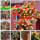 Rare 200 Pcs Lover Multi-Color Climbing Rose jardim
