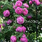 Rare 200 Pcs Lover Multi-Color Climbing Rose jardim