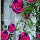 Rare 200 Pcs Lover Multi-Color Climbing Rose jardim