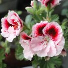 Rare BELLFARM Bi-Colored Red White Univalve Geranium Seeds, 20PCS/Pack