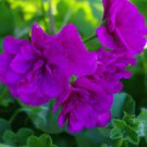 Rare BELLFARM Ivy Geranium 'Vagabond' Seeds, 10 Seeds / Pack