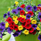 Rare BELLFARM Mix Calibrachoa Garden Petunia Shuttlecock Flower Horn 100 seeds