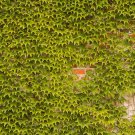 Rare BELLFARM Boston Ivy Outdoor Creepers Plant Seeds, 100 Seeds/Pack
