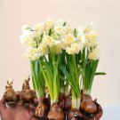 Rare BELLFARM 2 Daffodil Bulbs Narcissus Aquatic Plants Double Flowers Light Fragrant