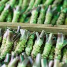 Rare BELLFARM Wasabi Seeds, Approx 400 Seeds / Pack, Original Pack