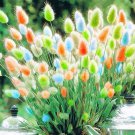 Rare BELLFARM Rainbow Colorful Rabbit Tail Grass Semillas Seeds, 100 Seeds / Pack