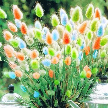 Rare BELLFARM Rainbow Colorful Rabbit Tail Grass Semillas Seeds, 100 Seeds / Pack