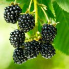 Rare BELLFARM Jumbo Thornless Blackberry Seeds, 100 SEEDS/pack