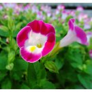 Rare BELLFARM Mixed 4 Colors Torenia Fournieri Seeds, 200 Seeds / Pack