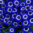 Rare 50 Pcs Rare Blue Daisy Seeds