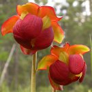 Rare BELLFARM Sarracenia Purpurea Seeds, 10 SEEDS/pack