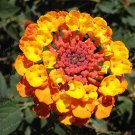 Rare 20 pcs/Pack Hot Sale Orange Lantana Camara Perennial