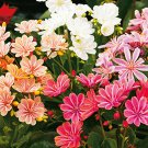 Rare 5pcs/lot Lewisia Cotyledon 'Galaxy Mixed' Flower Seeds