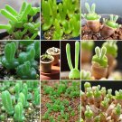 Rare Imported New Zealand Rabbit Monilaria obconica 10 Seeds