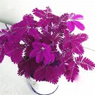 Rare Pudica Linn Bashful Grass Seeds Foliage Mimosa Pudica Sensitive Bonsai Plant Home Garden 30 Pcs