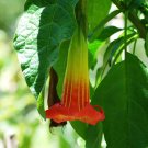 Rare BELLFARM Datura Trumpet Flowers, 30 Seeds/Pack.