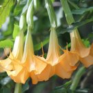 Rare BELLFARM Datura Trumpet Flowers, 30 Seeds/Pack.