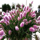 Rare BELLFARM Lagurus ovatus Rabbit's Tail Grass Seeds, 100 Seeds / Pack