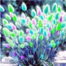 Rare BELLFARM Lagurus ovatus Rabbit's Tail Grass Seeds, 100 Seeds / Pack