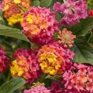 Rare BELLFARM Lantana Camara Flower Seeds, 50 Seeds / Pack