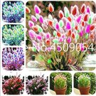 Rare BELLFARM Lagurus ovatus Rabbit's Tail Grass Seeds, 100 Seeds / Pack