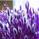 Rare BELLFARM Lagurus ovatus Rabbit's Tail Grass Seeds, 100 Seeds / Pack