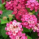 Rare BELLFARM Lantana Camara Flower Seeds, 50 Seeds / Pack