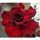 Rare BELLFARM Adenium Dark Red Petals with Thin Whitish Pink Edge Flower Seeds