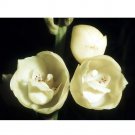 Rare Peristeria elata Seeds, 100 Seeds/Pack, Holy Ghost Orchid Dove Orchid