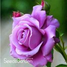 Rare 120 Sterling Silver Rose Seeds