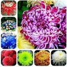 Rare China Chrysanthemum Aster 100 Seeds, Mixed