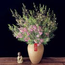 Rare Geraldton Wax 3 Seeds (Chamaelaucium uncinatum)
