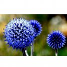 Rare Echinops sphaerocephalus Glandular Globe-thistle 30 Seeds Blue Herb Flowers