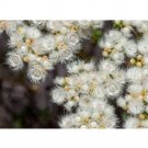 Rare Verticordia eriocephala 3 Seeds White Lambswool Wild Cauliflower