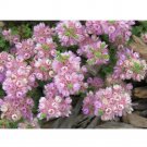 Rare Verticordia eriocephala 3 Seeds White Lambswool Wild Cauliflower