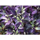 Rare Purple Flash Ornamental Pepper 100 Seeds