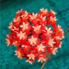 Rare Orchid Ball Rare Ball Orchid Flower Perennial Plant Hoya Carnosa 100 Seeds