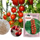 Rare 'Star Ruby' Small Round Red Truss Cherry Tomato Seeds Original Pack 200 Seeds