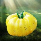 Rare Dixie Golden Giant Tomato 50 Seeds Yellow Big Tomato Fruits Beefsteak Tomatoes