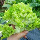 Rare Catechu Spores mustard Vegetables 1000 Seeds Er Cai
