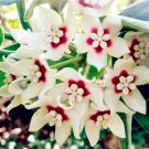 Rare Orchid Ball Rare Ball Orchid Flower Perennial Plant Hoya Carnosa 100 Seeds