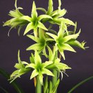 Rare Green Hippeastrum Rutilum Flower 100 Seeds