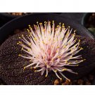 Rare Massonia pustulata Seeds Purple Succulent 100% Right