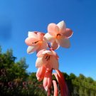 Rare South Africa Rare Watsonia Seeds Pinkish Orange Rare Petals Flowers