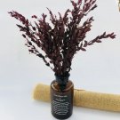 Rare Eucalyptus globules Labill 5 Seeds 'Salix Leaf'