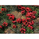 Rare Romulea amoena Seeds South African Crocus 3 Seeds