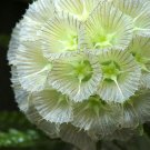 Rare 3 PCS Scabiosa stellata Seeds Starflower Pincushions