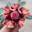 Rare Desert Rose 2 Seeds Golden Blood Red Double Petals with Red Stripe