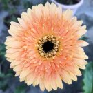 Rare Light Orange African Gerbera Jamesonii Transvaal Daisy 10 Seeds
